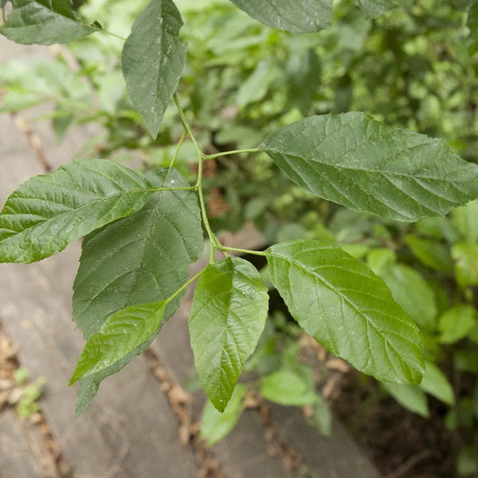 Japanese Alder (Alnus japonica)
