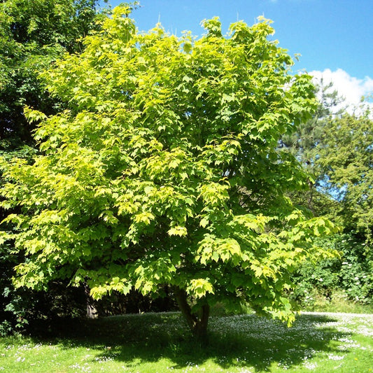 Moose Moosewood Striped Maple (Acer pensylvanicum)