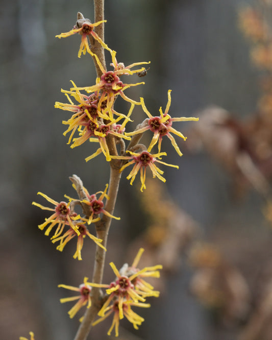 Ozark Witchhazel Spring-blooming Hazel Vernal Hazel (Hamamelis vernalis)