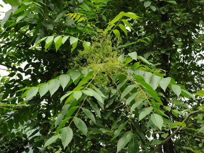 Chinese Lacquer Varnish Tree (Toxicodendron vernicifluum)