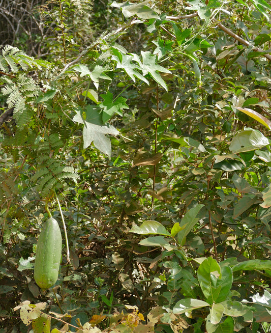 Sponge Gourd Vegetable Sponge (Luffa cylindrica)