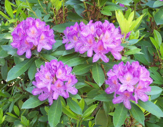 Common Rhododendron Pontic Ponticum Rhododendron (Rhododendron ponticum)