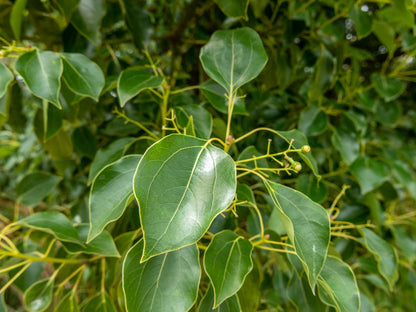 Camphor Tree (Cinnamomum camphora)