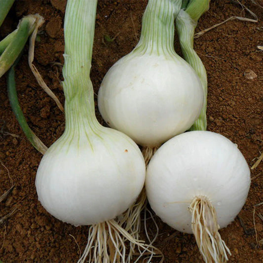 White Spanish Onion (Allium cepa 'White Sweet Spanish')