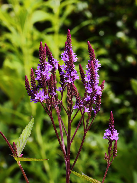 American Vervain Blue False Indian Hyssop Verbena Hyssop (Verbena hastata)