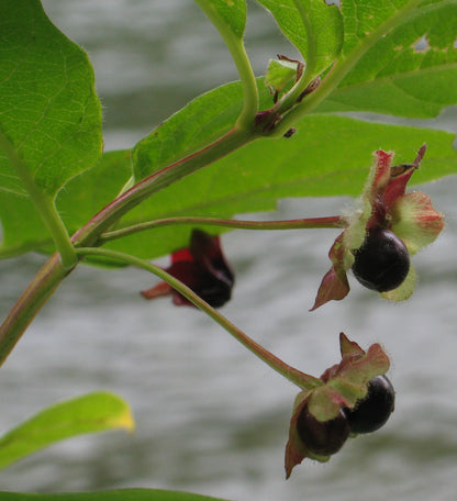 Twinberry Twinberry Honeysuckle (Lonicera involucrata)