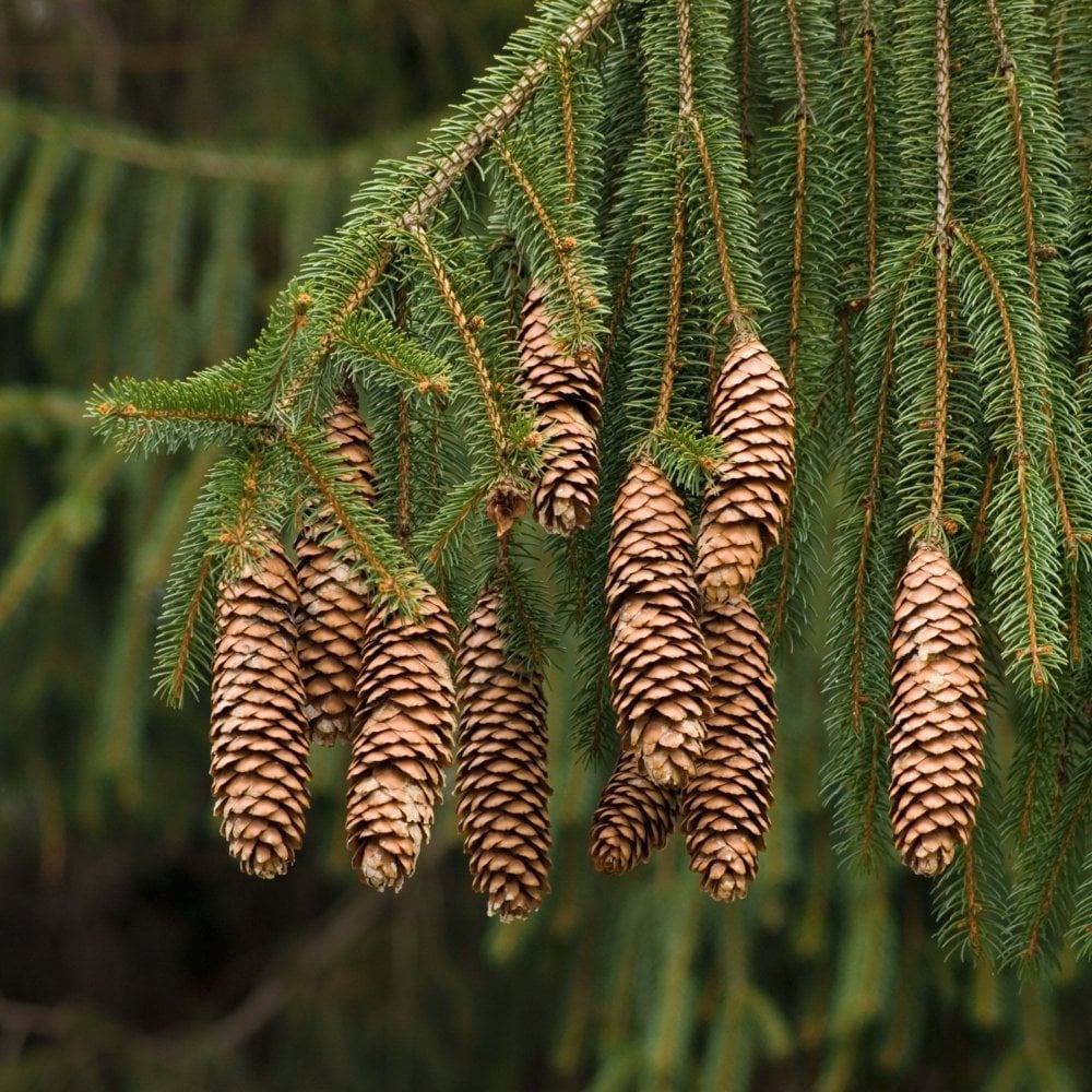 Norway Spruce (Picea abies North America)