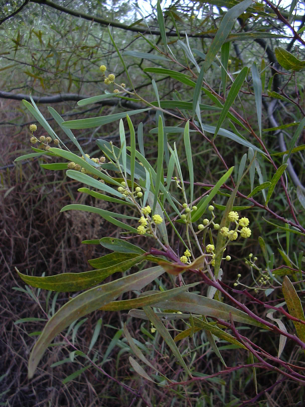Silver Wattle Swamp Water Wattle (Acacia retinodes)