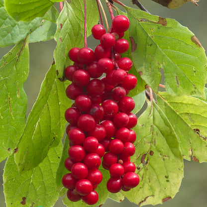 Chinese Magnolia Vine Chinese Magnolia-vine Five Flavor Fruit (Schisandra chinensis)