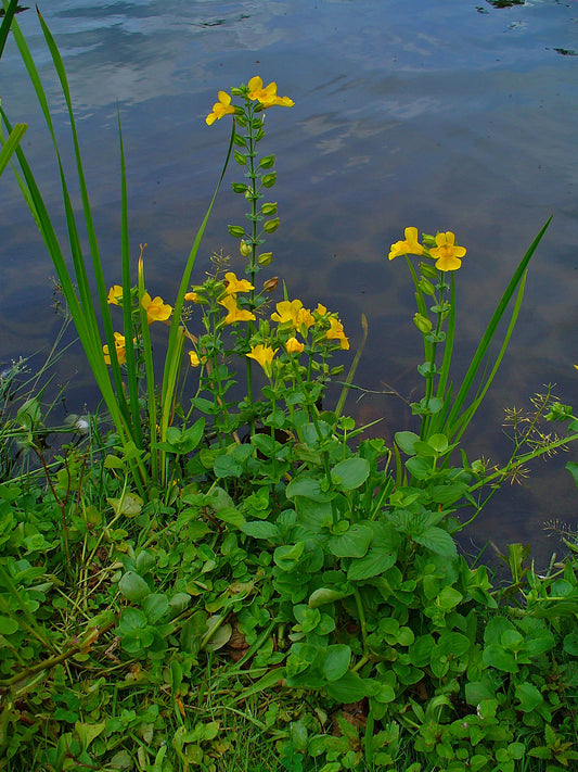 Seep Monkeyflower Monkeyflower (Mimulus guttatus)