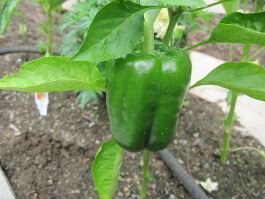 California Wonder 300 Pepper (Capsicum annuum 'Ca Wonder 300')