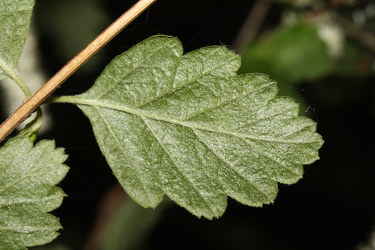 Cream Bush Ocean Spray (Holodiscus discolor)