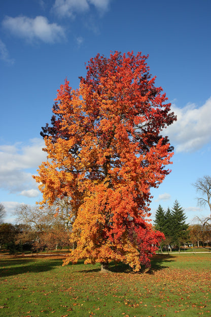 Redgum Sapgum Sweetgum (Liquidambar styraciflua Northern)