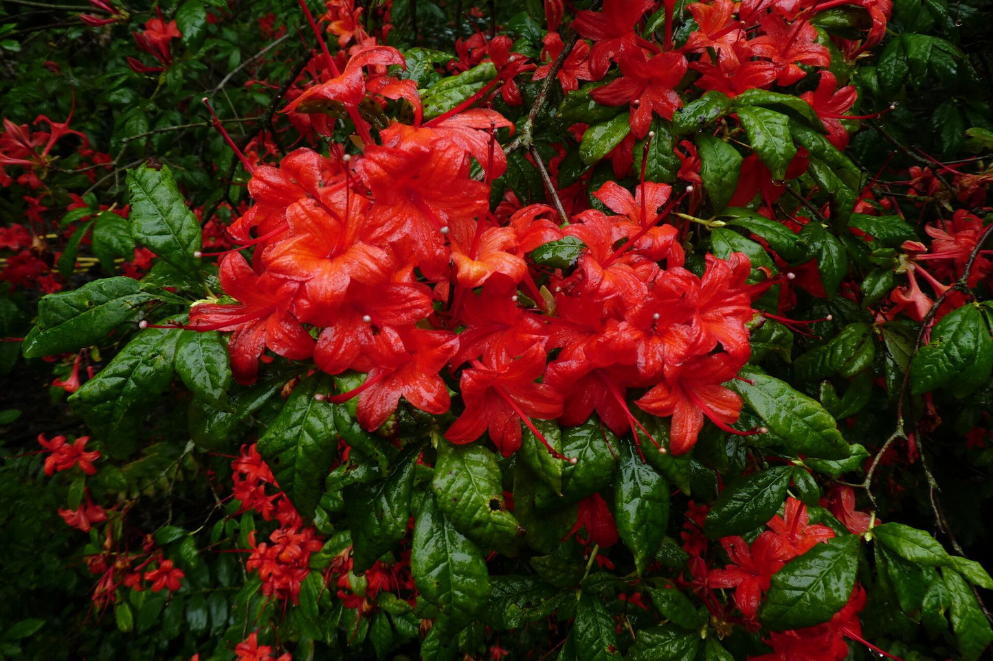 Plumleaf Azalea (Rhododendron prunifolium)