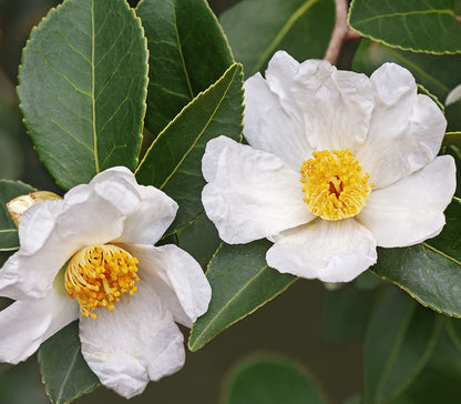 Tea-oil Camellia (Camellia oleifera)