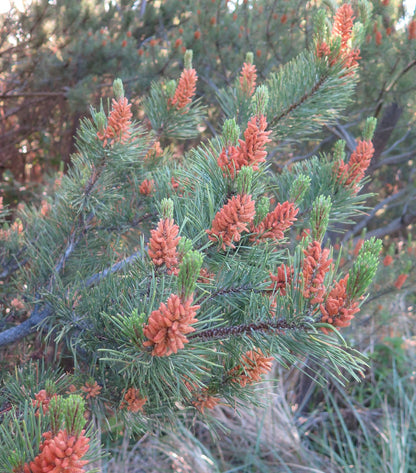 Beach Shore Pine (Pinus contorta var. contorta)
