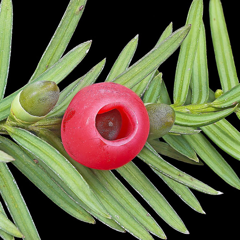 Common Yew English Yew (Taxus baccata)
