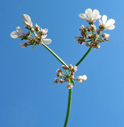 Burnet Saxifrage (Pimpinella anisum)