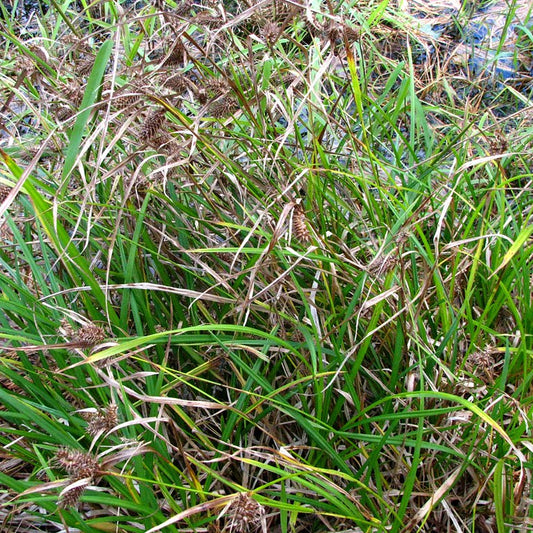 Shallow Sedge (Carex lurida)