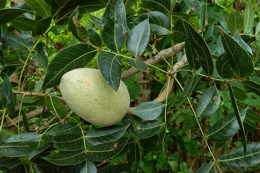 Honduras Pacific Coast Mahogany (Swietenia humilis)