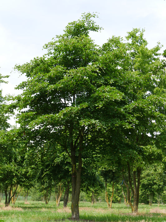 European Beech (Fagus sylvatica)