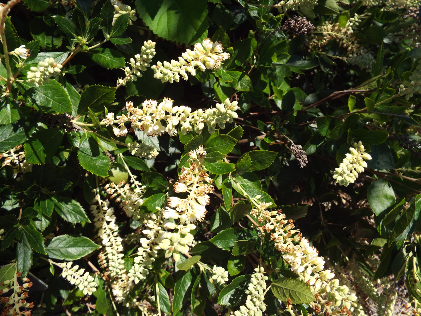 Wooly Wooly Summer-sweet (Clethra tomentosa)