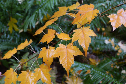 Maximowiczs Snakebark Maple (Acer pectinatum ssp. Maximowiczii)