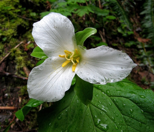Coast Trillium Trillium (Trillium ovatum)