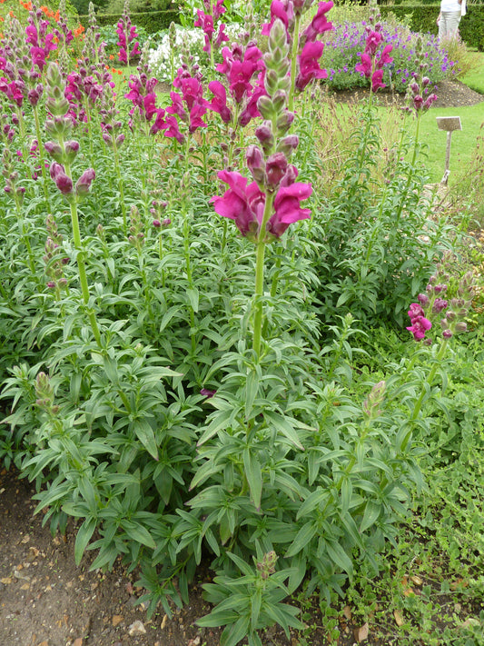 Garden Snapdragon Snapdragon (Antirrhinum majus var. Maximum)