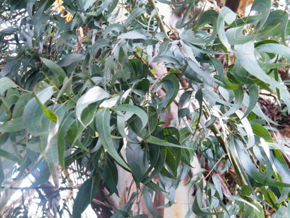 Manna Gum Ribbon White Gum (Eucalyptus viminalis)