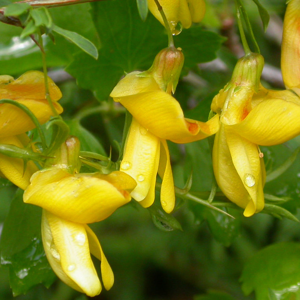 Dwarf Peashrub Pygmy Peashrub (Caragana pygmaea) – Sejahtera Seeds and ...