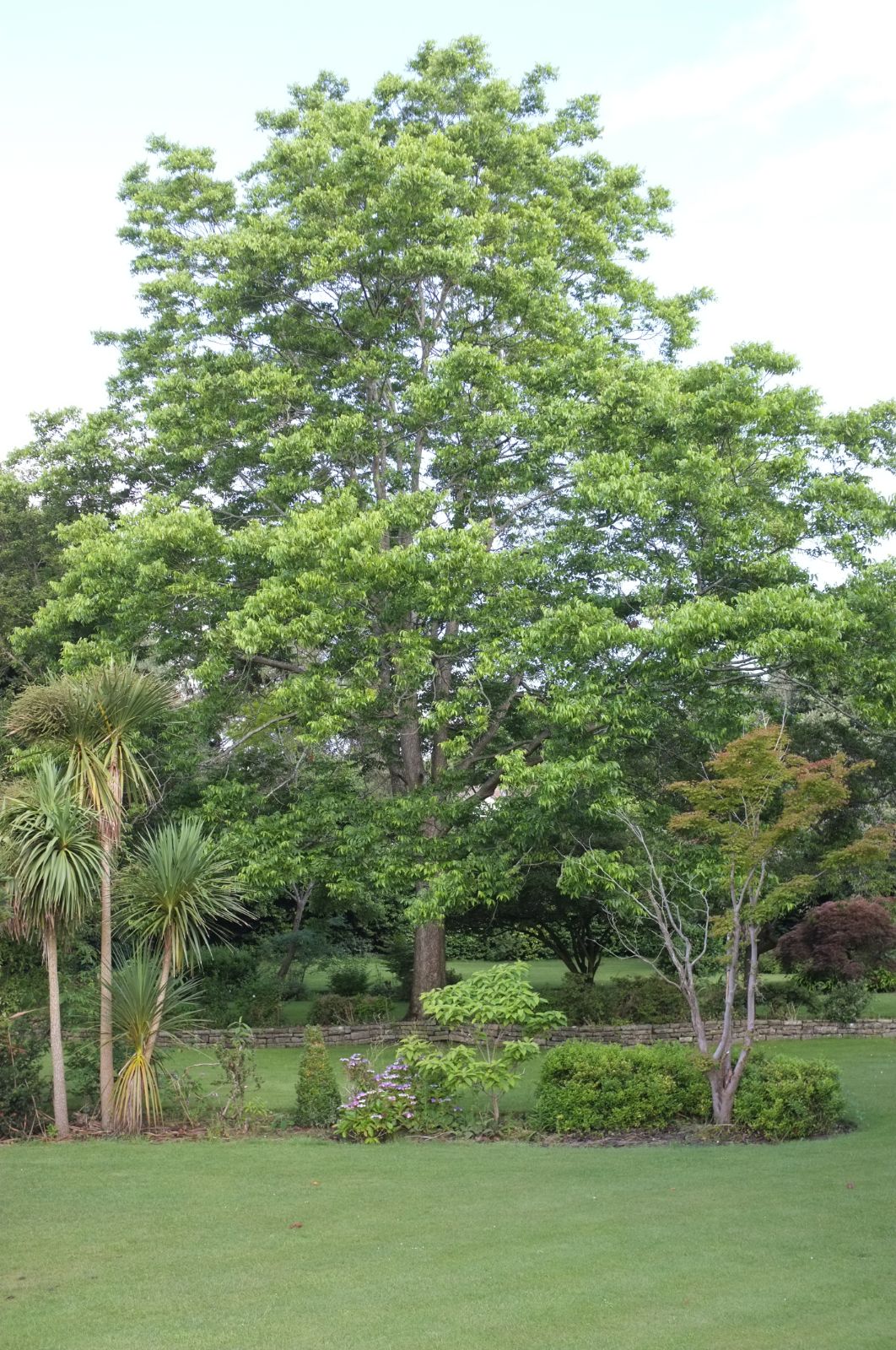 Pecan (Carya illinoinensis var. commercial varieties)