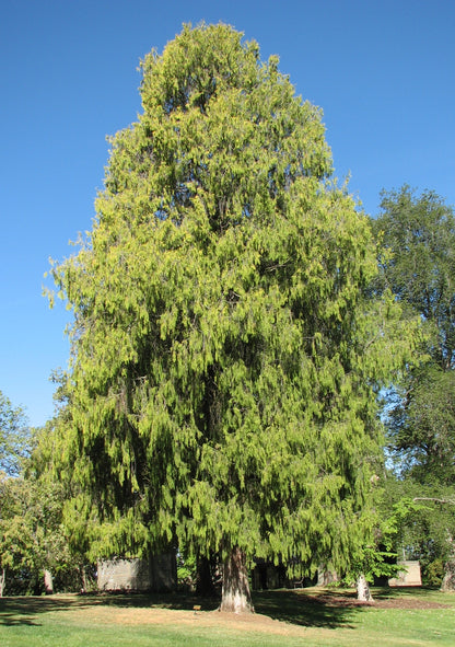 Mourning Cypress (Chamaecyparis funebris)