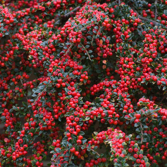 Rock Cotoneaster Rockspray Cotoneaster (Cotoneaster horizontalis dried berries)