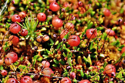 Bog Small Cranberry (Vaccinium oxycoccos)