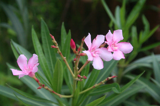 Oleander (Nerium oleander)