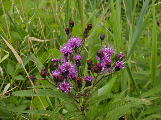 Ironweed Ny York Ironweed (Vernonia noveboracensis)