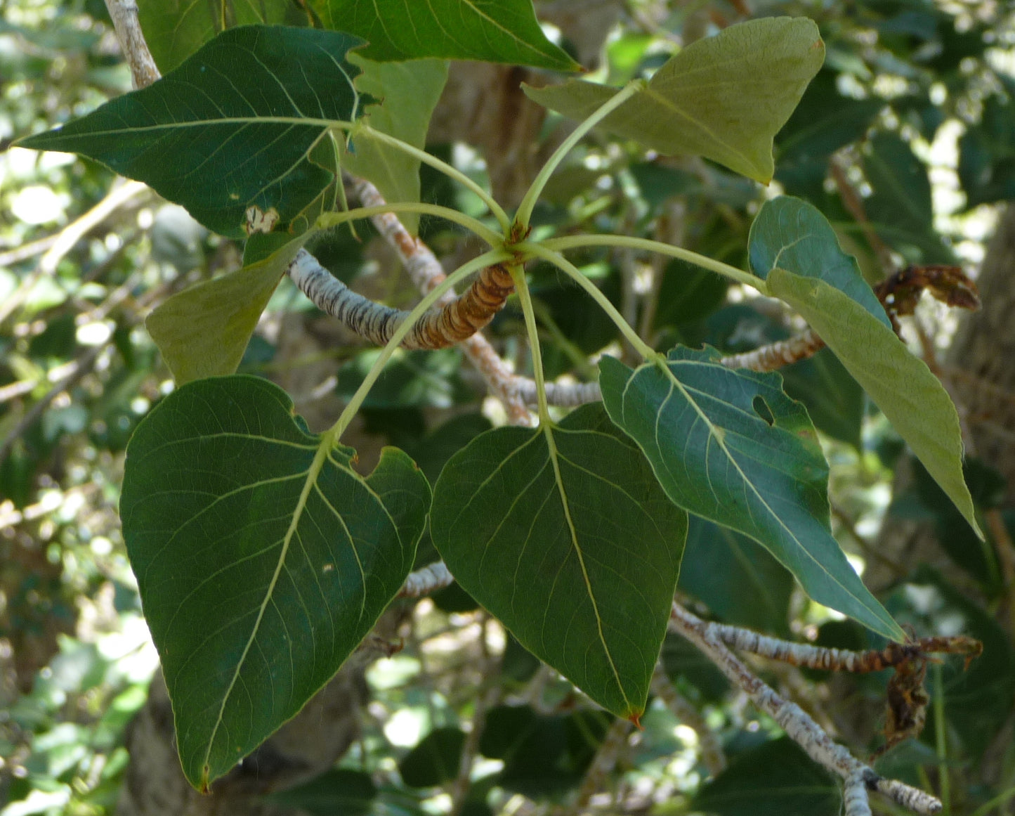Black Cottonwood California Poplar Balsam Poplar (Populus trichocarpa)