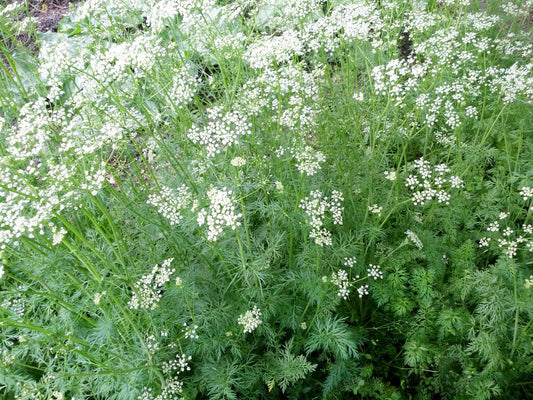 Cumin (Cuminum cyminum)