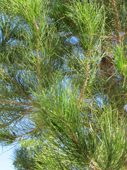Afghan Pine Desert Eldarica Elder Lone Star Christmas Tree Mondell Pine (Pinus eldarica)