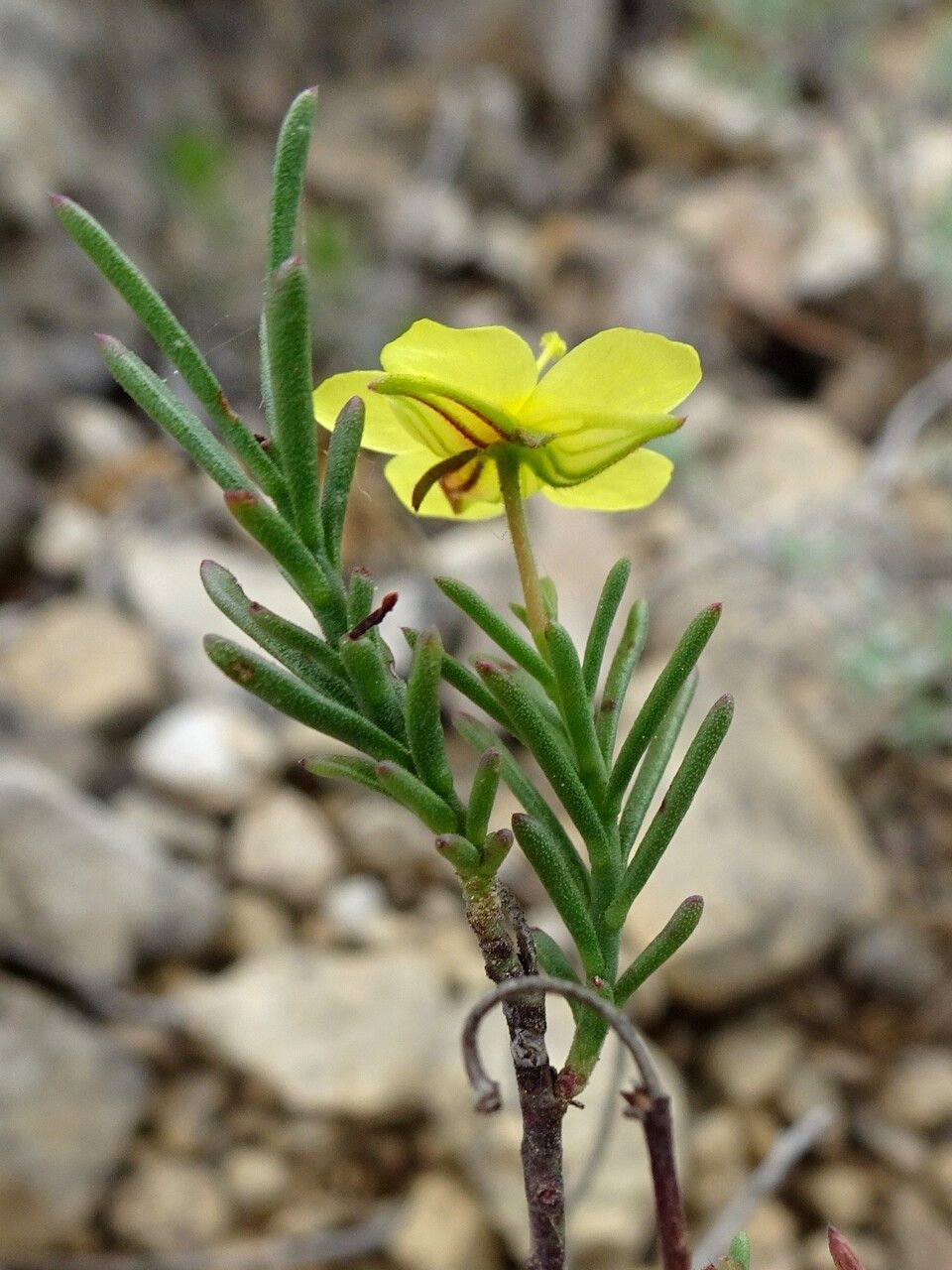 Creeping Creosote Bush Fumane Rock-rose Sprawling Needle Sunrose (Fumana procumbens)