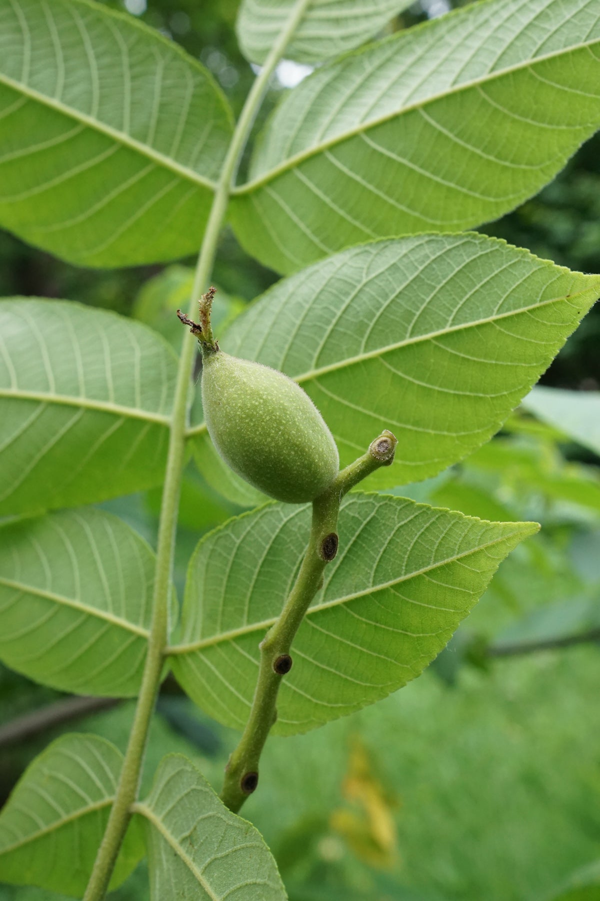 Heartnut (Juglans ailantifolia 'Cordiformis')