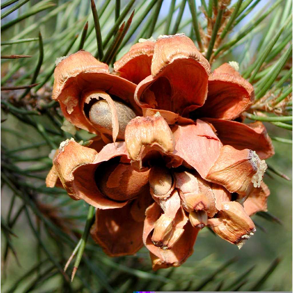 Colorado Pinyon Pine Two Needle (Pinus edulis)