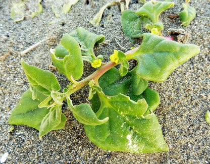 New Zealand Spinach (Tetragonia tetragonioides)
