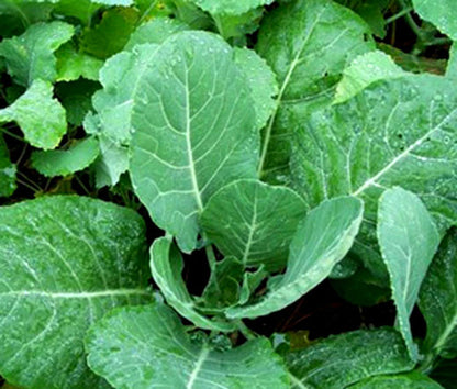 Vates Collards (Brassica oleracea 'Vates')