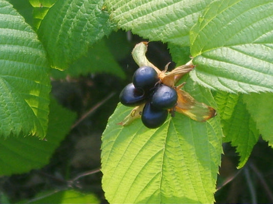 Jetbead (Rhodotypos scandens)