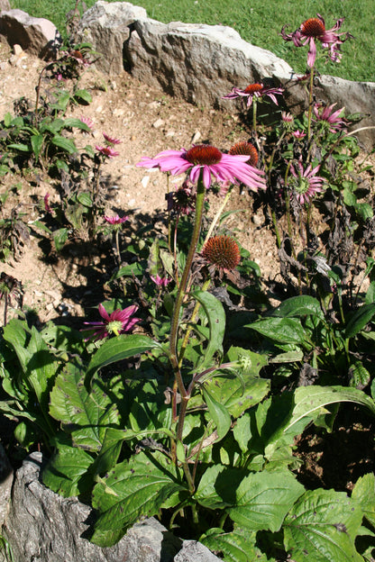 Black Samson Echinacea Narrow-leaved Coneflower (Echinacea angustifolia)
