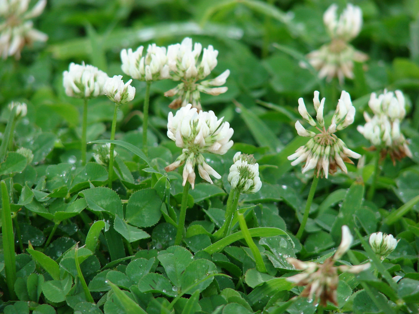 Ladino White Clover Clover (Trifolium repens 'Ladino')