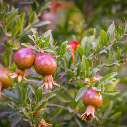 Pomegranate Pomegranite (Punica granatum)
