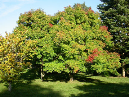 Roughbark Maple Three Flowered Maple (Acer triflorum)
